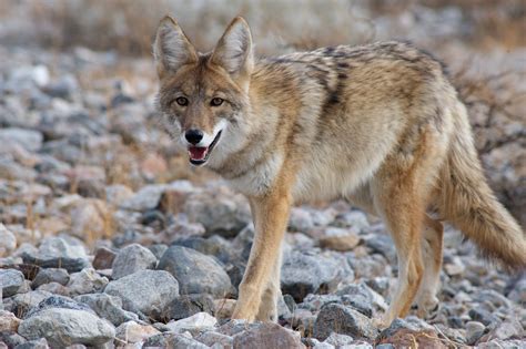 behaviors of a coyote